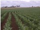 Lot 1 Dare Road, Nobby QLD 4360