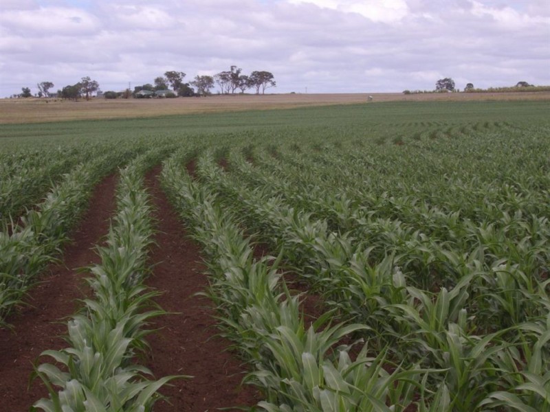 Lot 1 Dare Road, Nobby QLD 4360