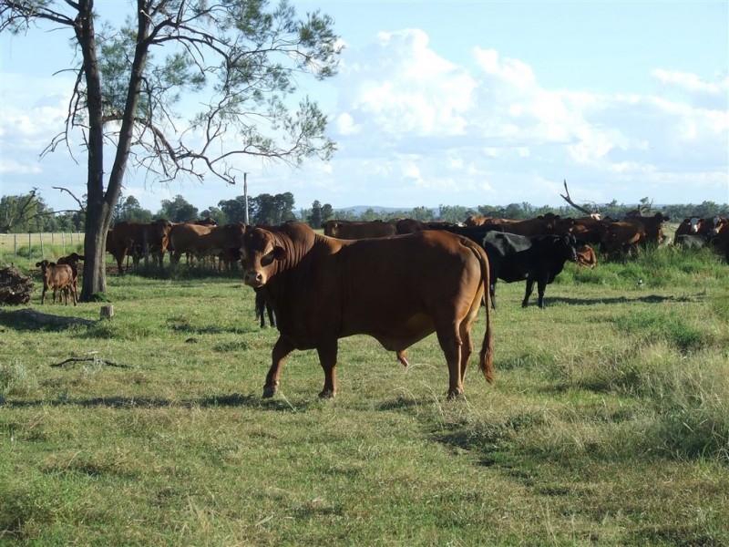 Lot 54 Beebo Seventeen Mile Road, Glenarbon QLD 4385