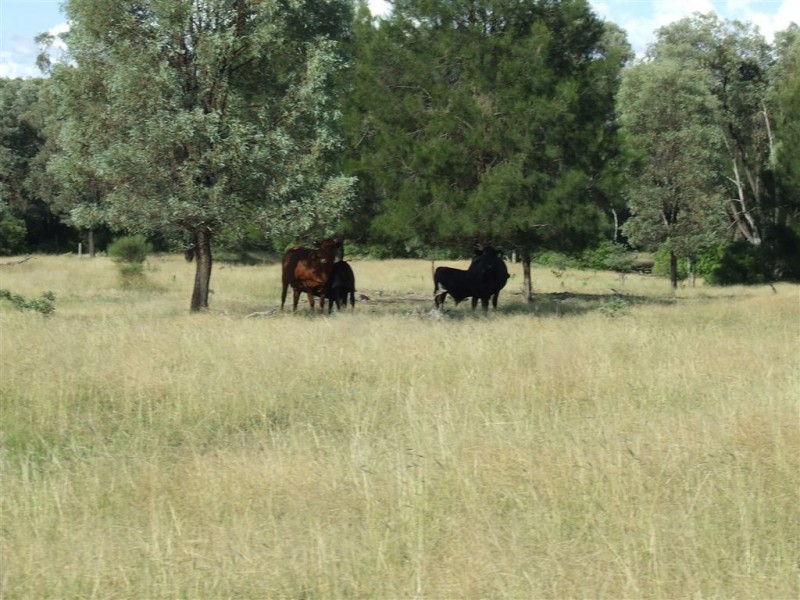 Lot 54 Beebo Seventeen Mile Road, Glenarbon QLD 4385