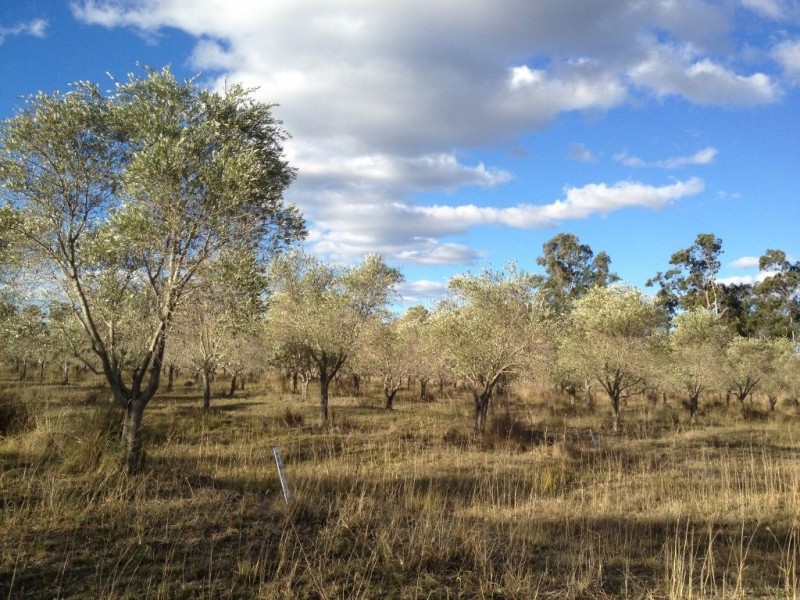 121 Spiers Creek Road, Stonehenge QLD 4357