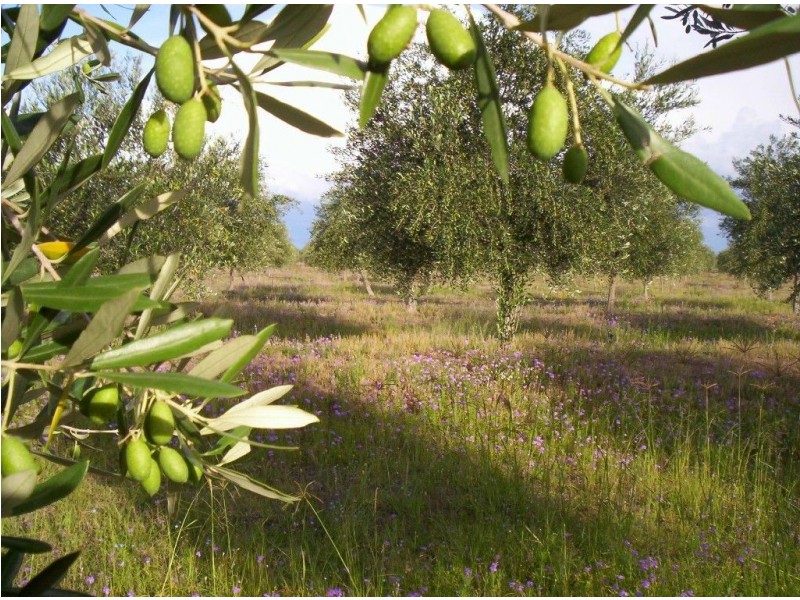 121 Spiers Creek Road, Stonehenge QLD 4357