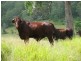 466D Sandy Creek Road, Kilcoy QLD 4515