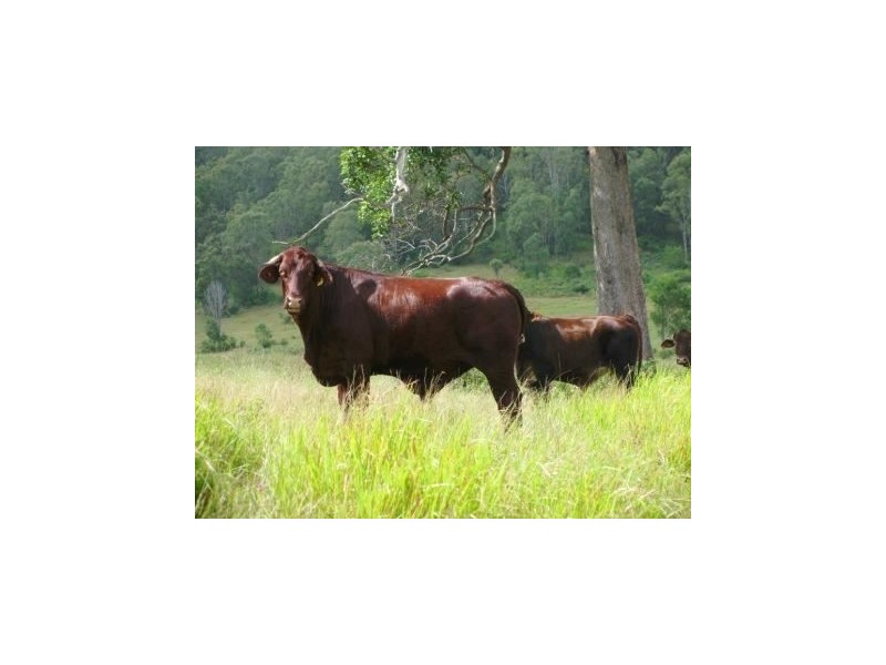 466D Sandy Creek Road, Kilcoy QLD 4515