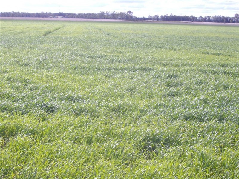 - Punchs Creek Road, Millmerran QLD 4357