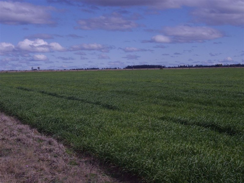 - Punchs Creek Road, Millmerran QLD 4357