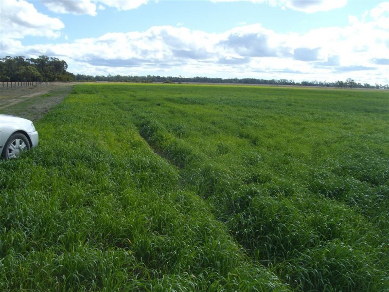 - Punchs Creek Road, Millmerran QLD 4357