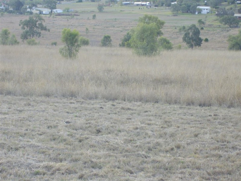 125 Carrington Road, Torrington QLD 4350