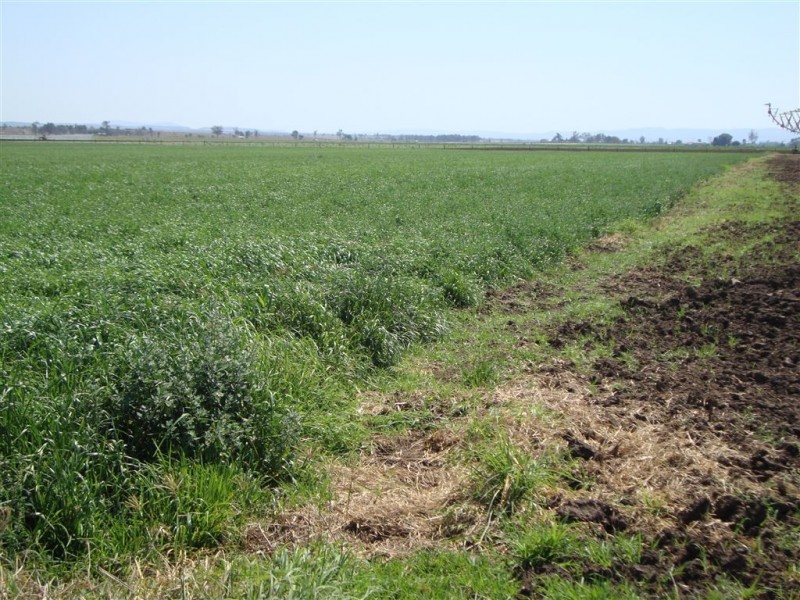 114 Forest Hill – Fernvale Road, Glenore Grove QLD 4342