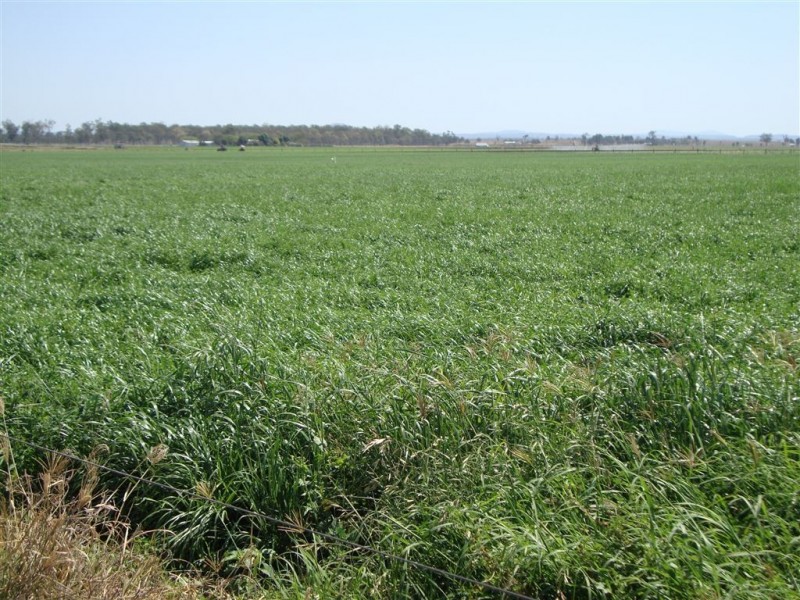 114 Forest Hill – Fernvale Road, Glenore Grove QLD 4342