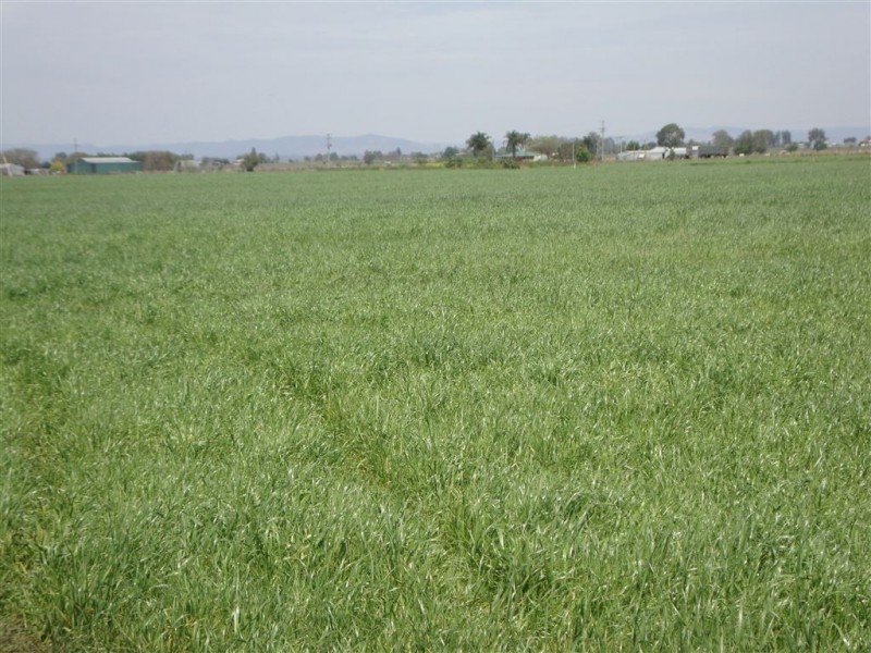 114 Forest Hill – Fernvale Road, Glenore Grove QLD 4342