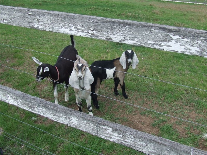 87 Lagoon Creek Road, West Haldon QLD 4359