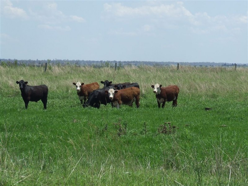 Lot 4 McGovern Road, Headington Hill QLD 4361