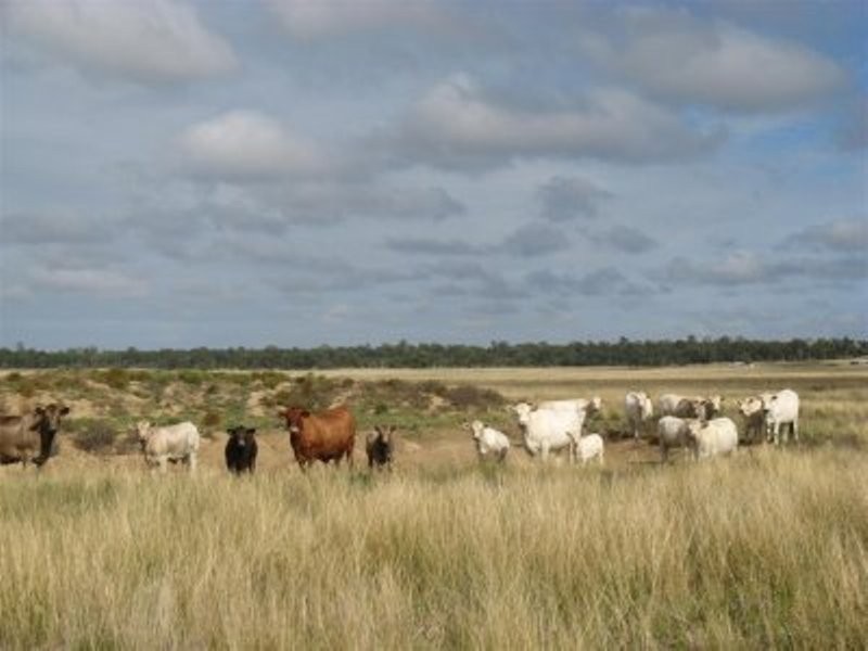 Toowoomba-Karara Road, Karara QLD 4352