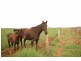 90 Devon Park Road, Oakey QLD 4401
