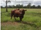 Lot 174 Grahams Creek Road, Maryborough QLD 4650