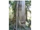 Mungar QLD 4650