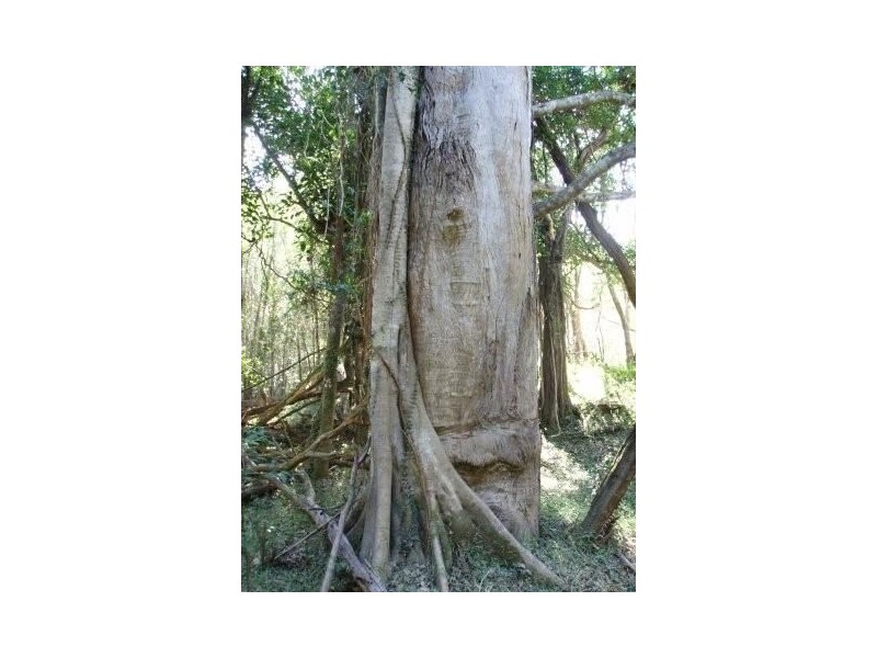 Mungar QLD 4650