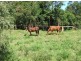 Aramara QLD 4620