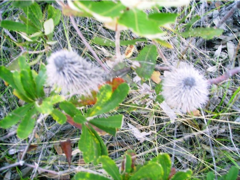 269 Pacific Haven Circuit, Howard QLD 4659