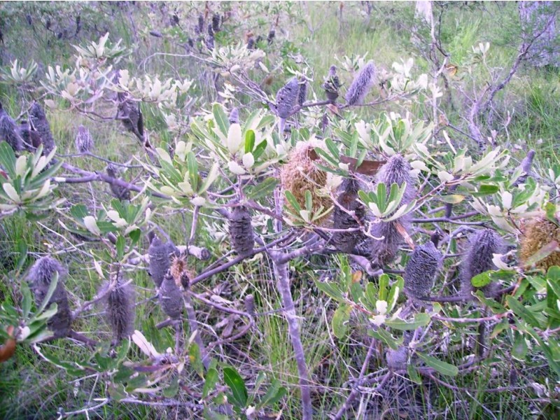 269 Pacific Haven Circuit, Howard QLD 4659