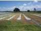Tinana QLD 4650