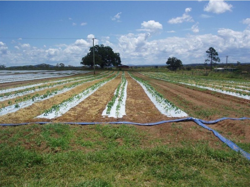 Tinana QLD 4650