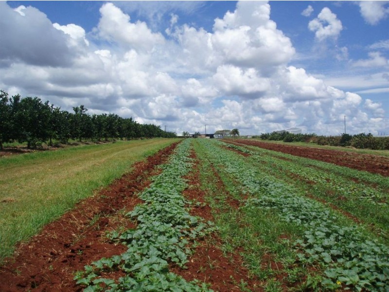 Tinana QLD 4650
