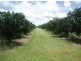 Tinana QLD 4650