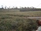 170 Old Mill Road,, Yengarie QLD 4650