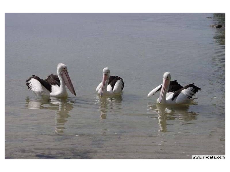 15 Themeda Way, Poona QLD 4650