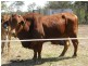 213 Old Gayndah Road, Dunmora QLD 4650