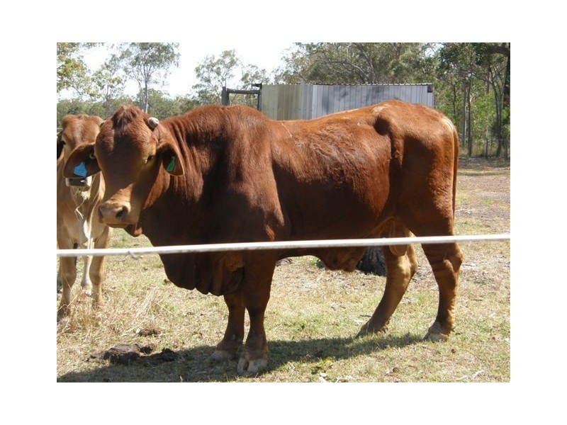 213 Old Gayndah Road, Dunmora QLD 4650