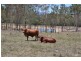 907 Neardie Road, Aramara QLD 4620