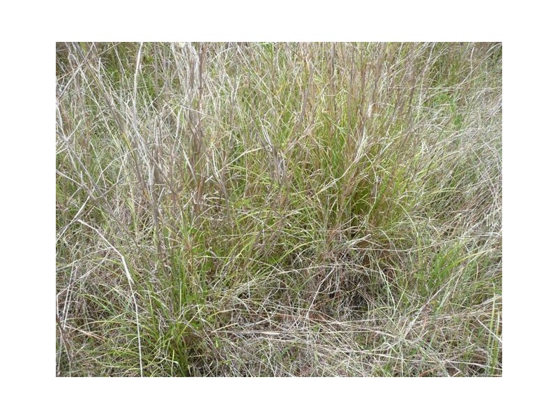 Lot 43 Netherby Road, Tiaro QLD 4650