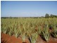 160 Perry Road, Magnolia QLD 4650