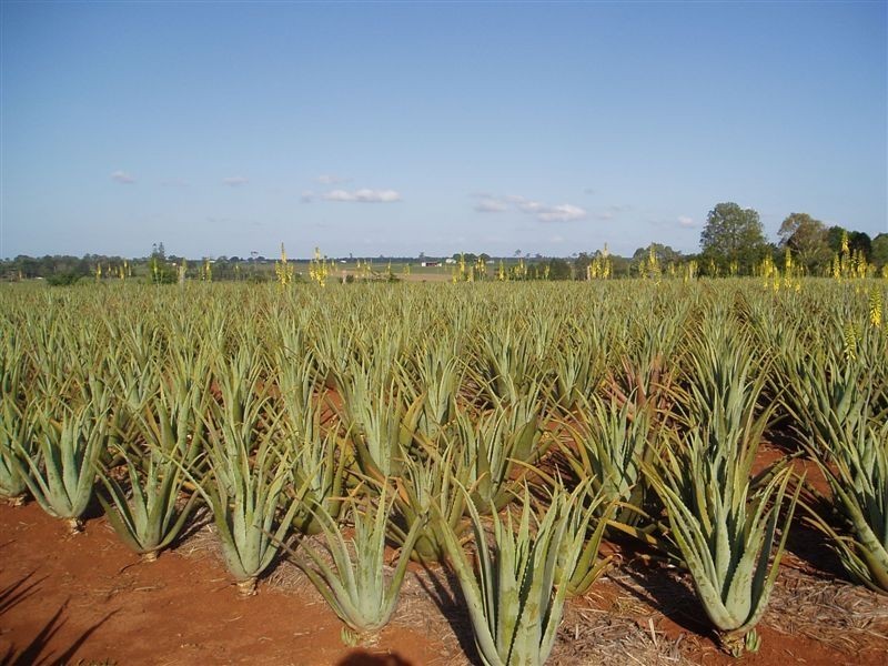 160 Perry Road, Magnolia QLD 4650