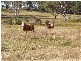175 Mary View Drive, Maryborough West QLD 4650