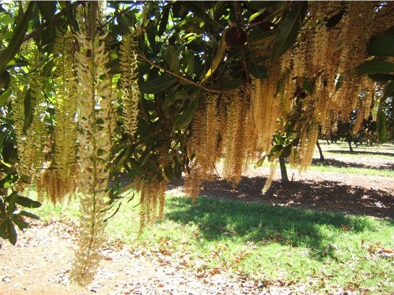 Maryborough West QLD 4650