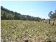 Canungra QLD 4275