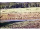 Grandchester QLD 4340