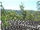 Canungra QLD 4275