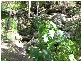 Canungra QLD 4275