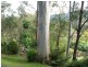 Canungra QLD 4275