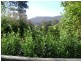 Canungra QLD 4275