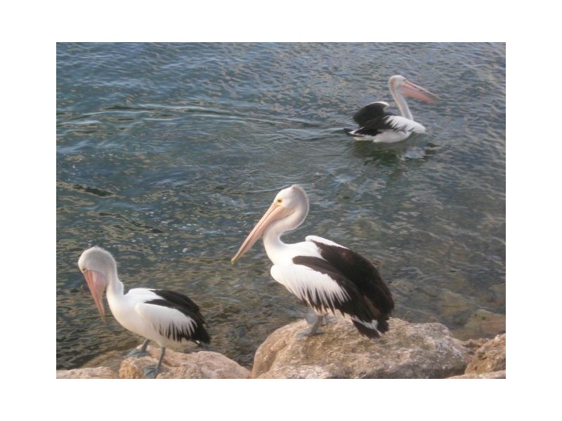 3/3 Kohinoor Road, Kingscote SA 5223