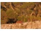 Lot 92 Flinders Grove, Island Beach SA 5222