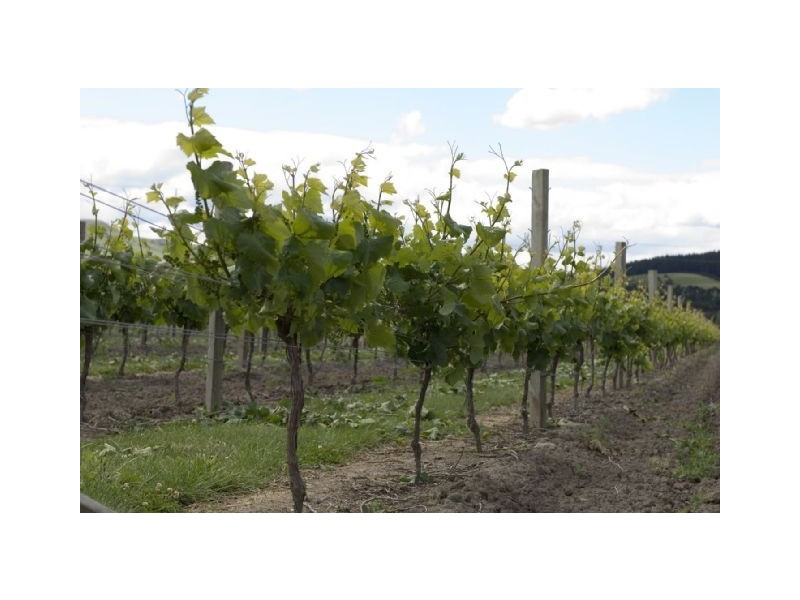 69 King Drive, Cape Jaffa SA 5275