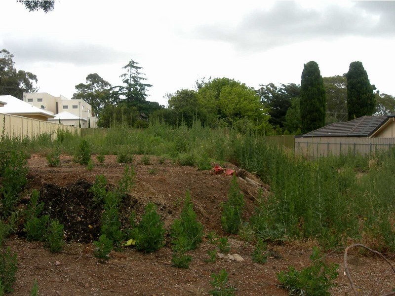 13 Finnis Tce,, Burnside SA 5066