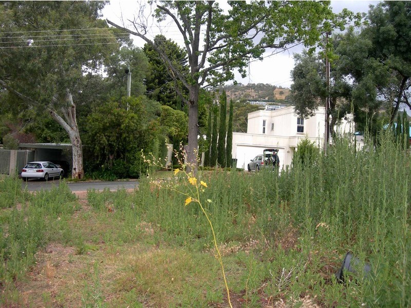 13 Finnis Tce,, Burnside SA 5066